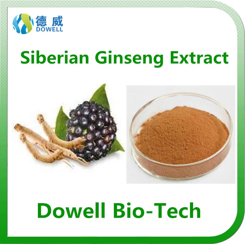 Kosher Ceitified High Quality Siberian Ginseng Extract Eleutheroside_B_E_0_8_